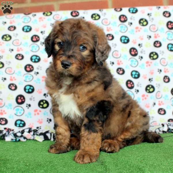 Isaac, Bernedoodle Puppy