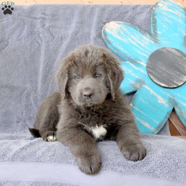 Isabel, Newfoundland Puppy