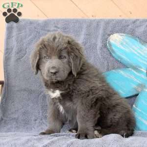 Isabel, Newfoundland Puppy
