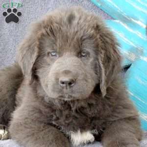 Isabel, Newfoundland Puppy