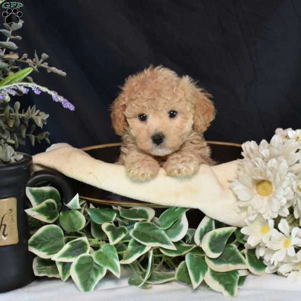 Isabella, Bich-Poo Puppy