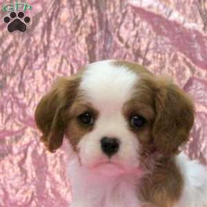 Isabella, Cavalier King Charles Spaniel Puppy