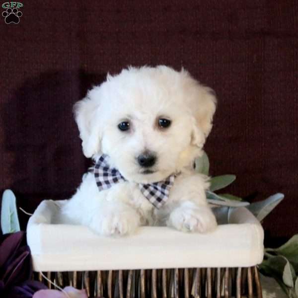 Isaiah, Bichon Frise Puppy