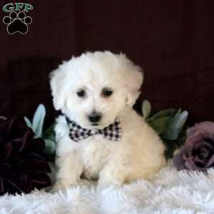 Isaiah, Bichon Frise Puppy