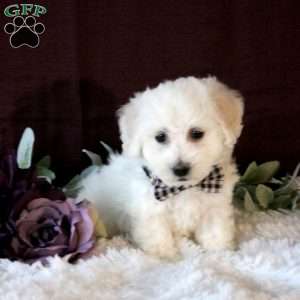 Isaiah, Bichon Frise Puppy