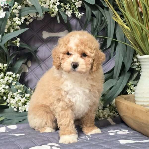 Isla, Bich-Poo Puppy