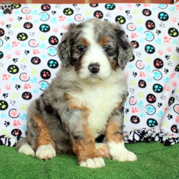 Isla, Bernedoodle Puppy