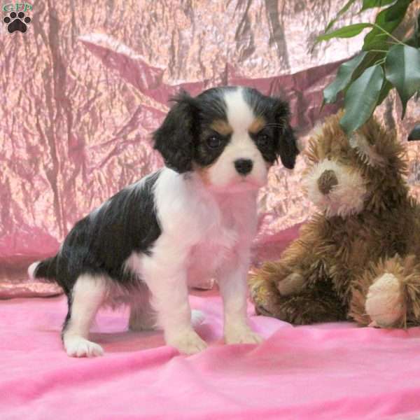 Isla, Cavalier King Charles Spaniel Puppy