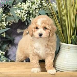 Isla, Bich-Poo Puppy