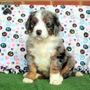 Isla, Bernedoodle Puppy