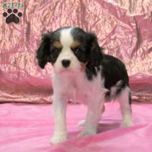 Isla, Cavalier King Charles Spaniel Puppy