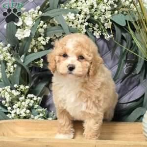 Isla, Bich-Poo Puppy