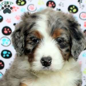 Isla, Bernedoodle Puppy