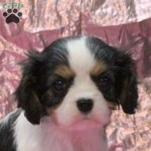 Isla, Cavalier King Charles Spaniel Puppy