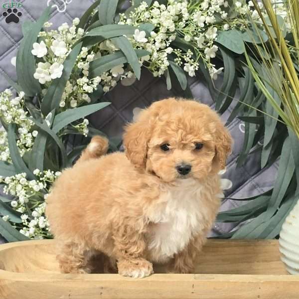 Italy, Bich-Poo Puppy