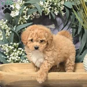 Italy, Bich-Poo Puppy