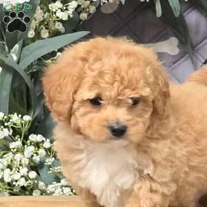 Italy, Bich-Poo Puppy