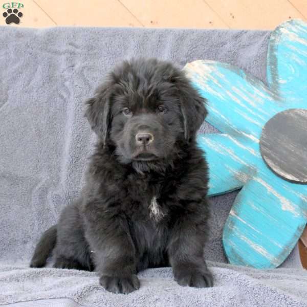 Iva, Newfoundland Puppy