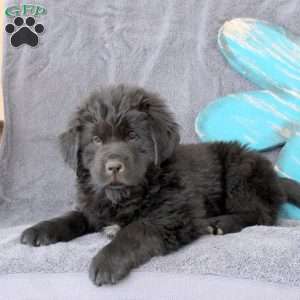 Iva, Newfoundland Puppy