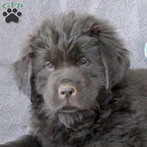 Iva, Newfoundland Puppy
