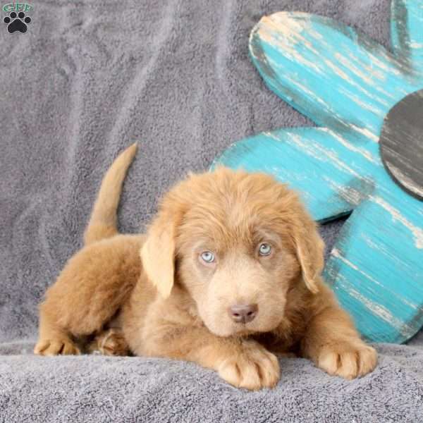 Ivy, Newfoundland Puppy