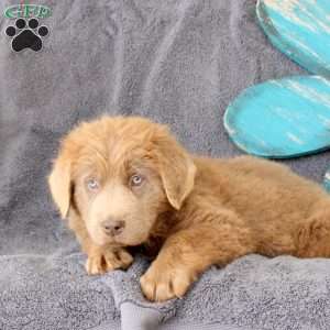 Ivy, Newfoundland Puppy