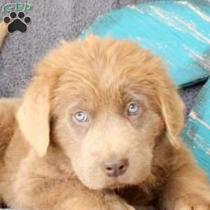 Ivy, Newfoundland Puppy