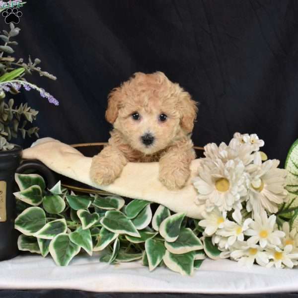 Ivory, Bich-Poo Puppy