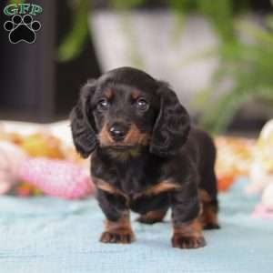 Ivy, Dachshund Puppy