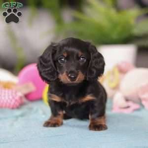 Ivy, Dachshund Puppy