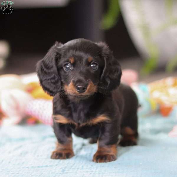 Ivy, Dachshund Puppy