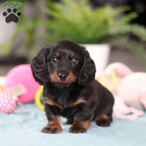 Ivy, Dachshund Puppy
