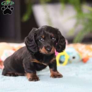 Ivy, Dachshund Puppy