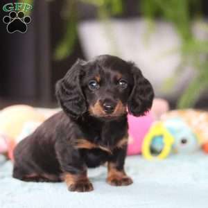 Ivy, Dachshund Puppy