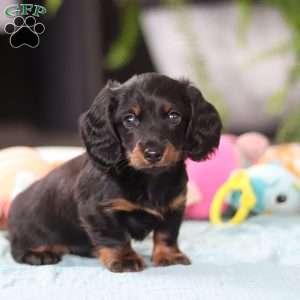 Ivy, Dachshund Puppy