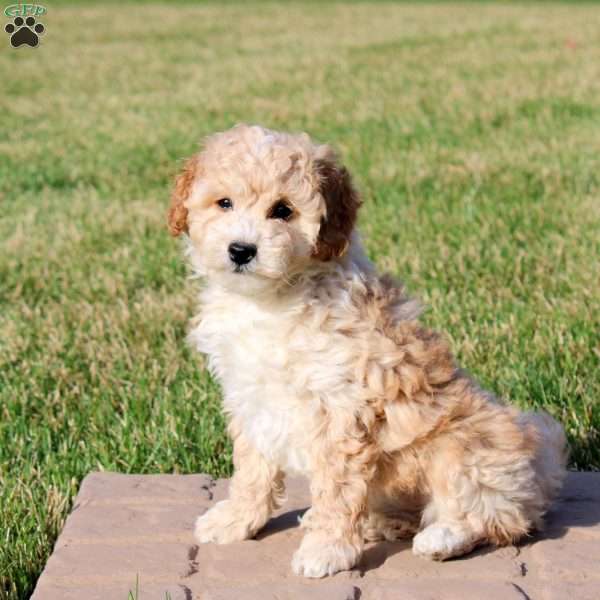 Ivy, Mini Goldendoodle Puppy