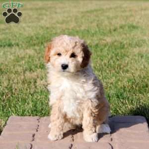 Ivy, Mini Goldendoodle Puppy