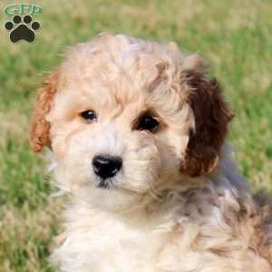 Ivy, Mini Goldendoodle Puppy