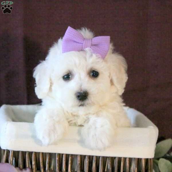 Ivy, Bichon Frise Puppy