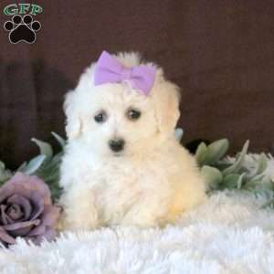 Ivy, Bichon Frise Puppy