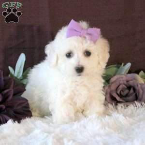 Ivy, Bichon Frise Puppy