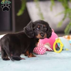 Ivy, Dachshund Puppy
