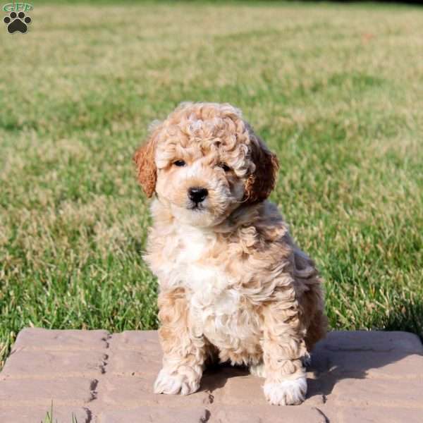 Izzie, Mini Goldendoodle Puppy