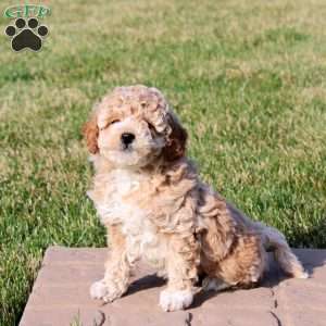 Izzie, Mini Goldendoodle Puppy