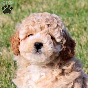 Izzie, Mini Goldendoodle Puppy