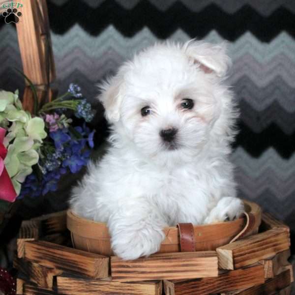 Jackie, Maltese Puppy