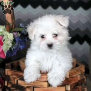 Jackie, Maltese Puppy