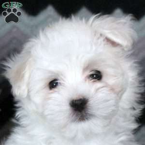 Jackie, Maltese Puppy