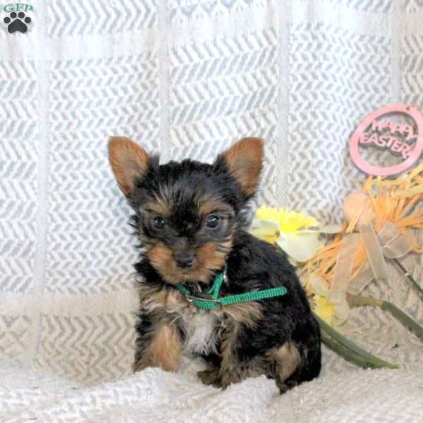 Jackson, Yorkie Puppy