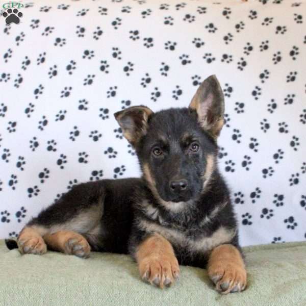 Jackson, German Shepherd Puppy